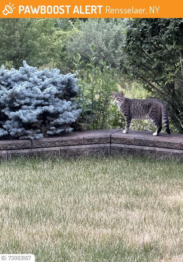Found/Stray Unknown Cat last seen Route 4 near Fedex, Rensselaer, NY 12144