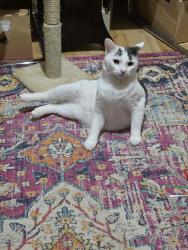 Reunited Male Cat last seen Norwood road , Norwood, England SE21 8JD