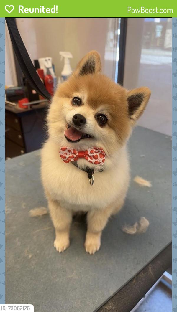 Reunited Male Dog last seen Near S Troy St, Chicago, IL 60629, USA, Chicago, IL 60629