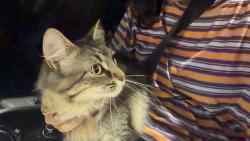 Reunited Female Cat last seen Leyton avenue and Patterson avenue, Scarborough , Toronto, ON M1L