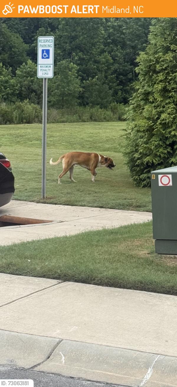 Found/Stray Male Dog last seen Near, Midland, NC 28107