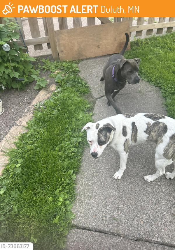 Found/Stray Female Dog last seen Tacony St and 8th St Duluth MN, Duluth, MN 55807
