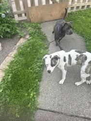 Found/Stray Female Dog last seen Tacony St and 8th St Duluth MN, Duluth, MN 55807