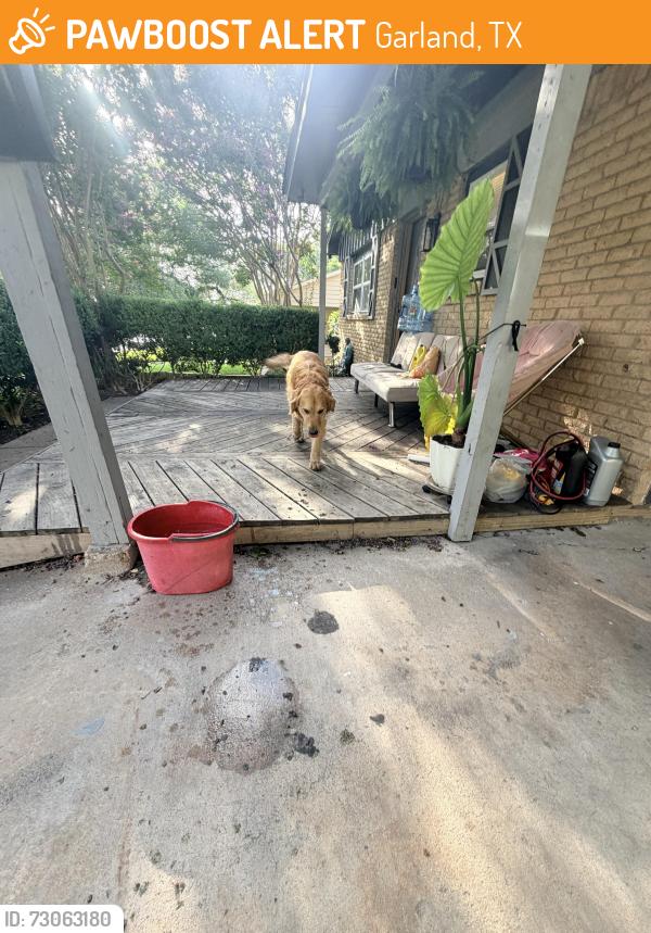 Found/Stray Male Dog last seen Curtis Dr, Garland, TX 75040