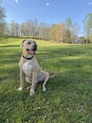 Lost Male Dog last seen Clowser cemetery, pup run road, Spencer, WV 25276