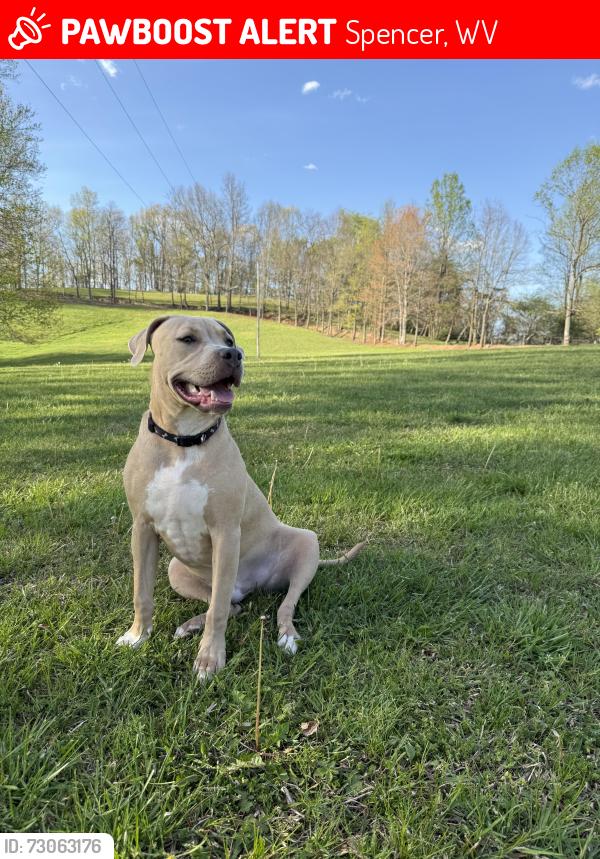 Lost Male Dog last seen Clowser cemetery, pup run road, Spencer, WV 25276