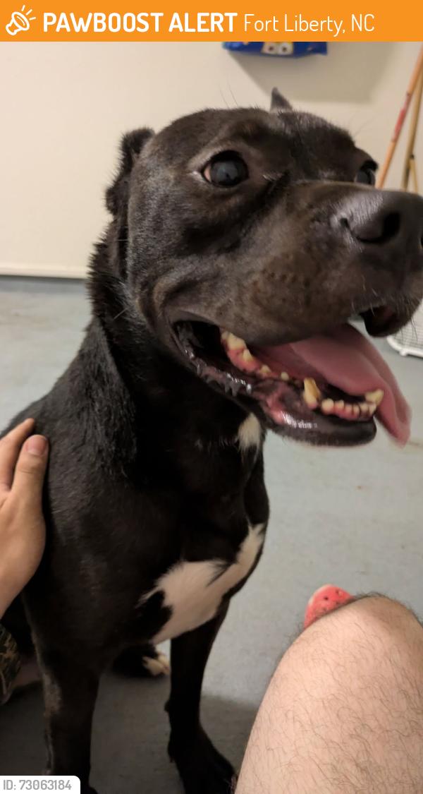 Found/Stray Male Dog last seen Leham and Honeycutt, Fort Liberty, NC 28310