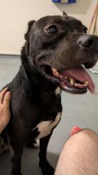 Found/Stray Male Dog last seen Leham and Honeycutt, Fort Liberty, NC 28310