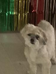 Lost Male Dog last seen Waterlace Drive at The Lakes at Cedar Grove, Fairburn, GA 30213
