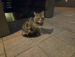 Found/Stray Unknown Cat last seen Maple ave, Oakland, CA 94602
