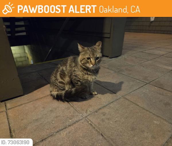 Found/Stray Unknown Cat last seen Maple ave, Oakland, CA 94602