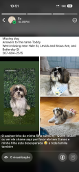 Lost Male Dog last seen Hale St, Levick and Brous Ave, and Battersby St, Philadelphia, PA 19149