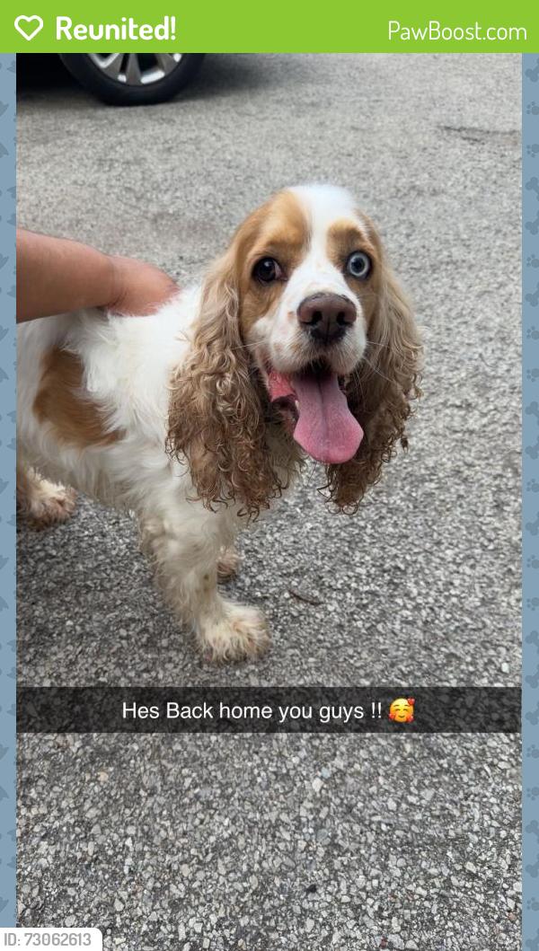 Reunited Male Dog last seen Behind Everlasting word church in West Aurora, Aurora, IL 60506