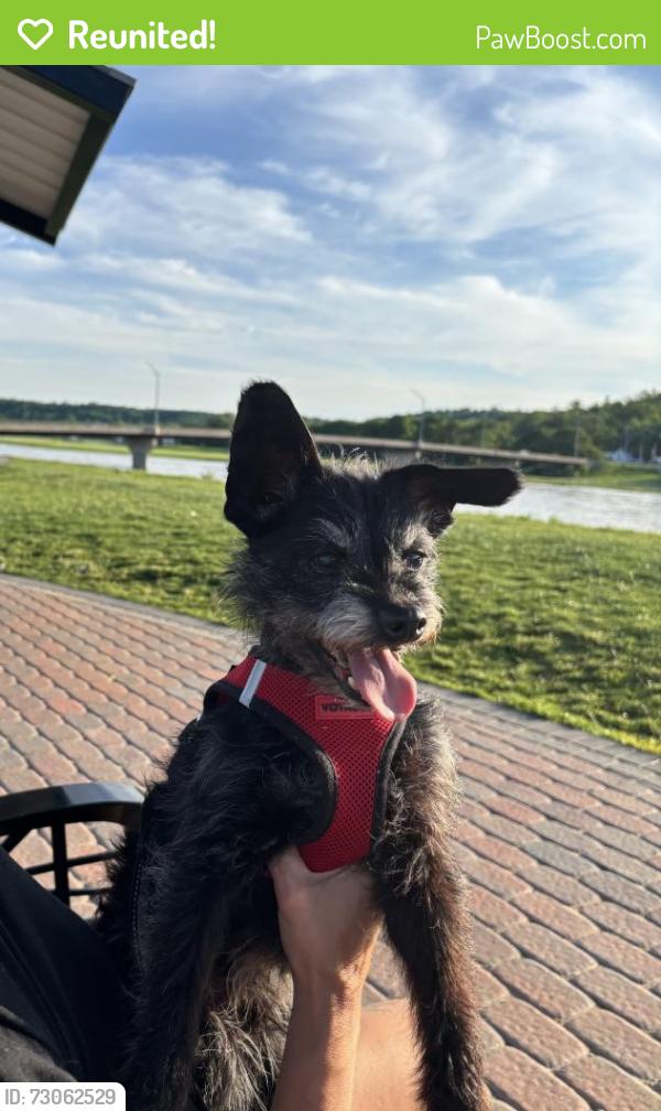 Reunited Male Dog last seen East Linden ave, Miamisburg, OH 45342