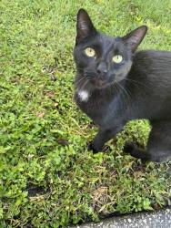Found/Stray Unknown Cat last seen Winfield Scott Blvd. , Orlando, FL 32837