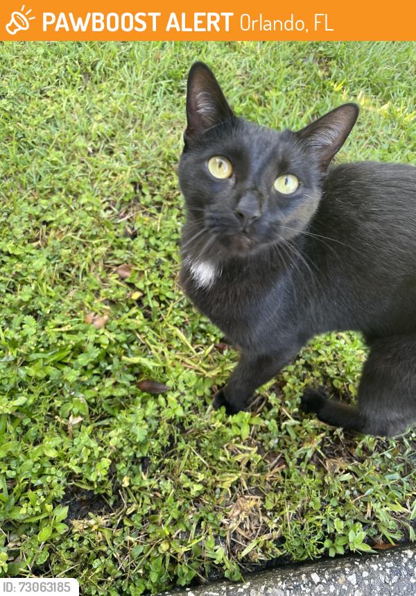 Found/Stray Unknown Cat last seen Winfield Scott Blvd. , Orlando, FL 32837