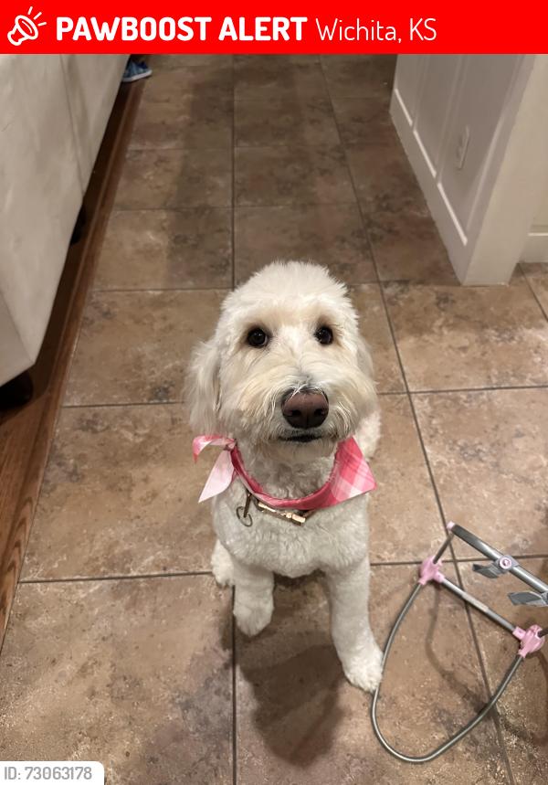 Lost Female Dog last seen Tara Falls Ct, Wichita, KS 67207