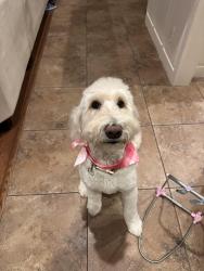 Lost Female Dog last seen Tara Falls Ct, Wichita, KS 67207