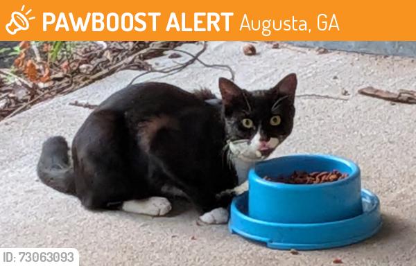 Found/Stray Unknown Cat last seen Walton Way & Walton Way Extension, Augusta, GA 30909