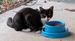 Found/Stray Unknown Cat last seen Walton Way & Walton Way Extension, Augusta, GA 30909