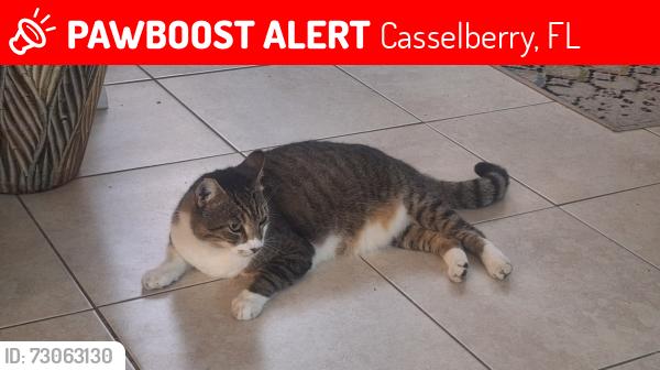 Lost Female Cat last seen Osceola Trail and Nantahla Ct. in Casselberry, Casselberry, FL 32707
