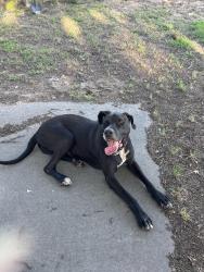 Found/Stray Male Dog last seen Mt pleasant Baptist church, Shawnee, OK 74804
