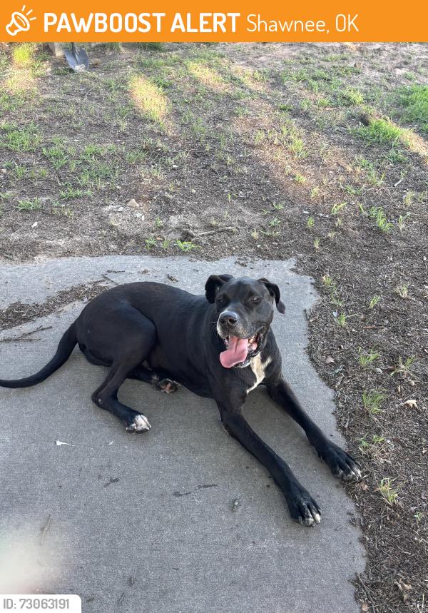 Found/Stray Male Dog last seen Mt pleasant Baptist church, Shawnee, OK 74804