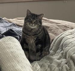 Lost Female Cat last seen Bryant Elementary school, Superior, WI 54880