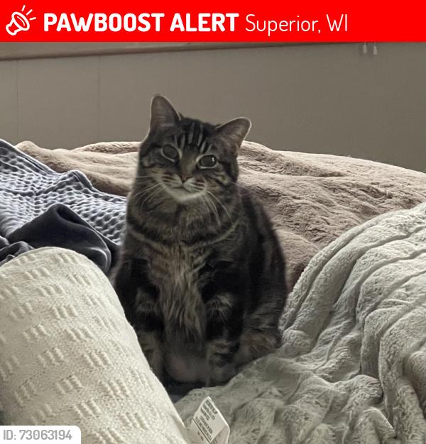 Lost Female Cat last seen Bryant Elementary school, Superior, WI 54880