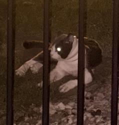 Found/Stray Unknown Cat last seen Ridge Road and Virginia, McKinney, TX 75072