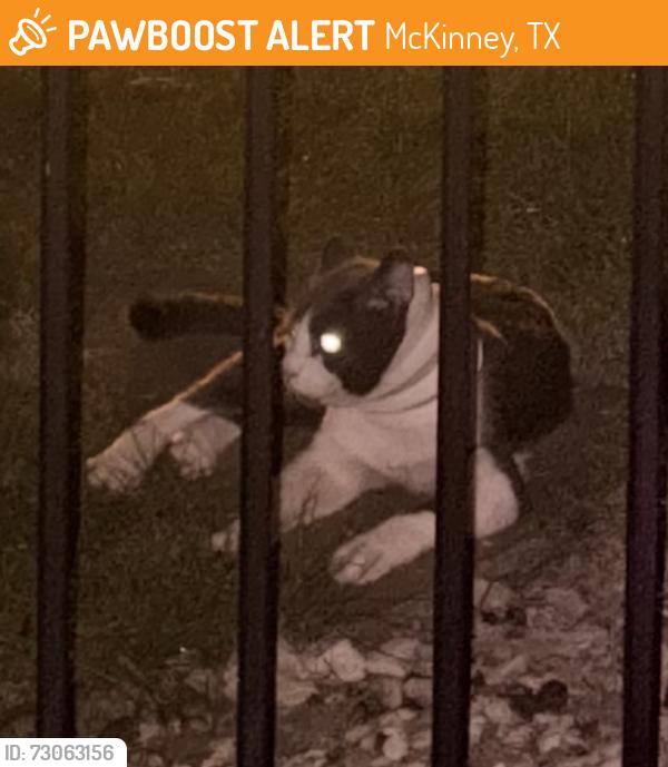 Found/Stray Unknown Cat last seen Ridge Road and Virginia, McKinney, TX 75072