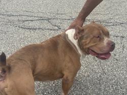 Reunited Male Dog last seen Near Lynnwood Dr, Pittsburgh, PA 15235, USA, Pittsburgh, PA 15235