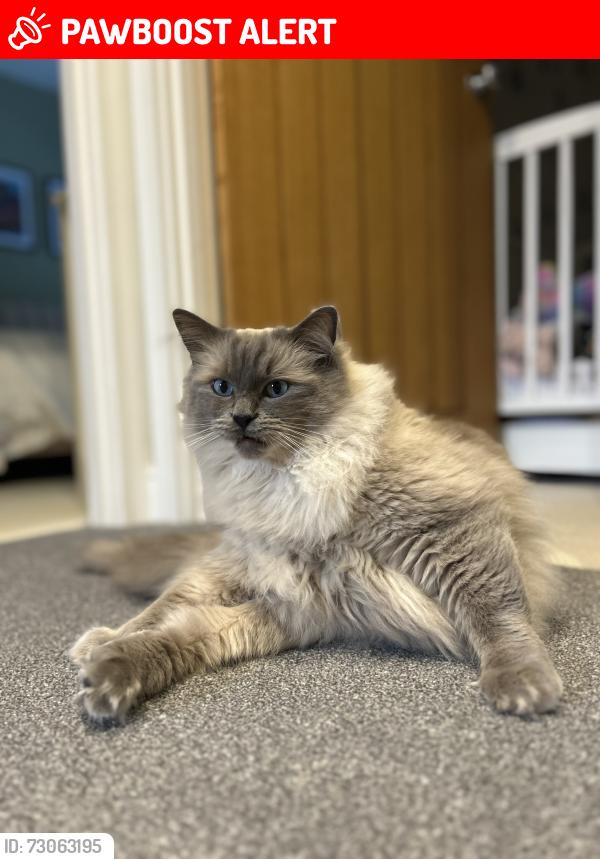 Lost Male Cat last seen Gardner Road , Portishead, England BS20 7ER