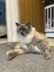 Lost Male Cat last seen Gardner Road , Portishead, England BS20 7ER