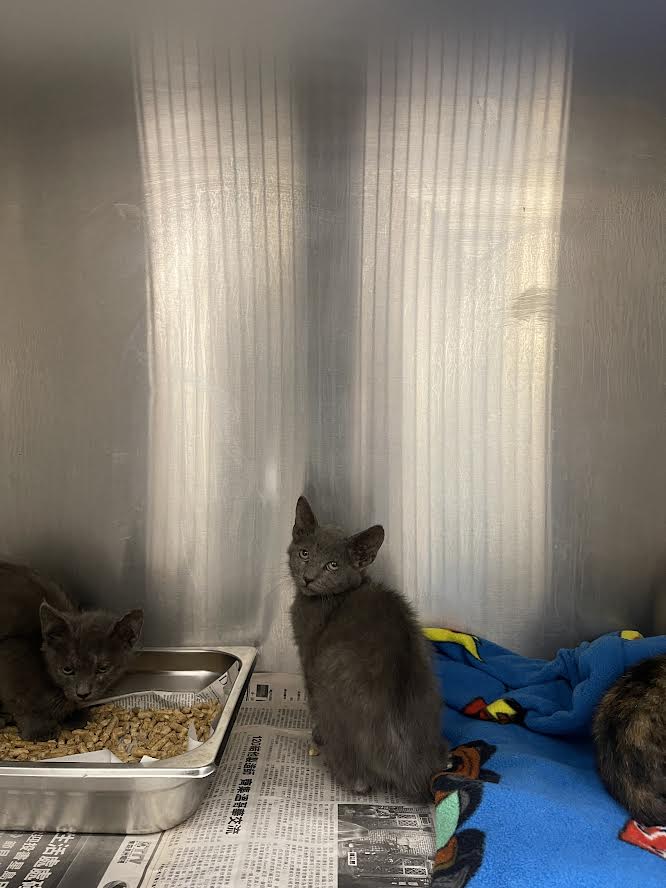 Shelter Stray Male Cat last seen , 3201 Lacy St, Los Angeles, CA 90031, USA