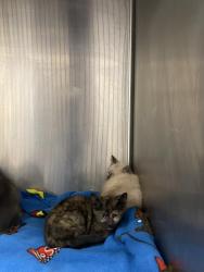 Shelter Stray Female Cat last seen , 3201 Lacy St, Los Angeles, CA 90031, USA