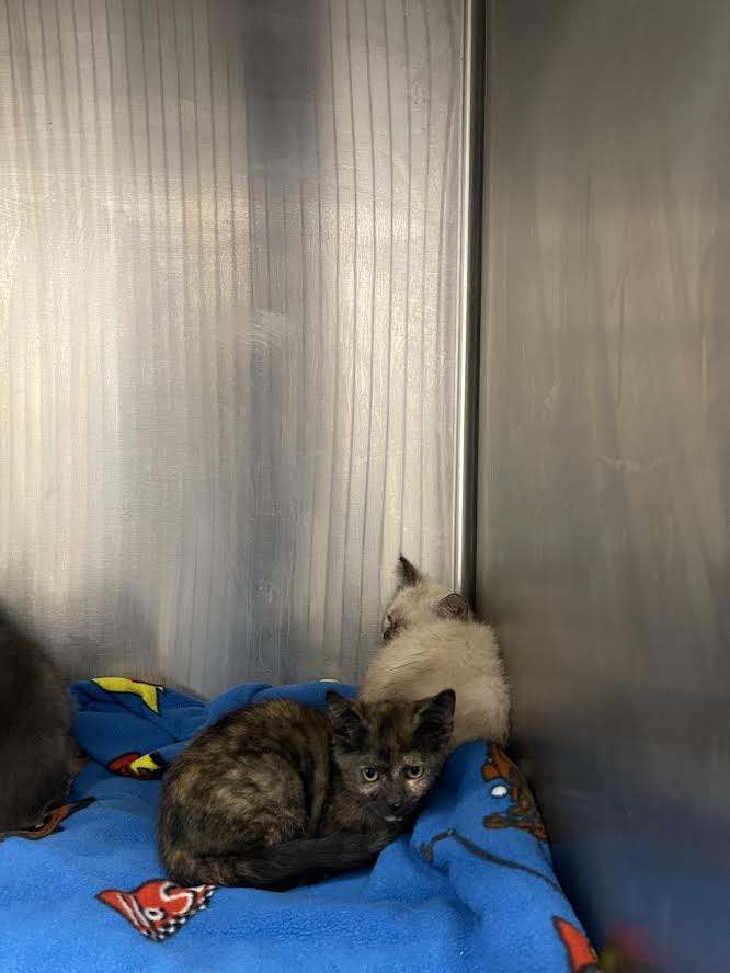 Shelter Stray Female Cat last seen , 3201 Lacy St, Los Angeles, CA 90031, USA
