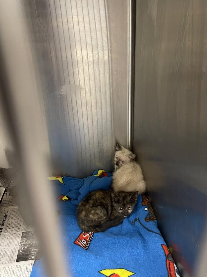 Shelter Stray Female Cat last seen , 3201 Lacy St, Los Angeles, CA 90031, USA