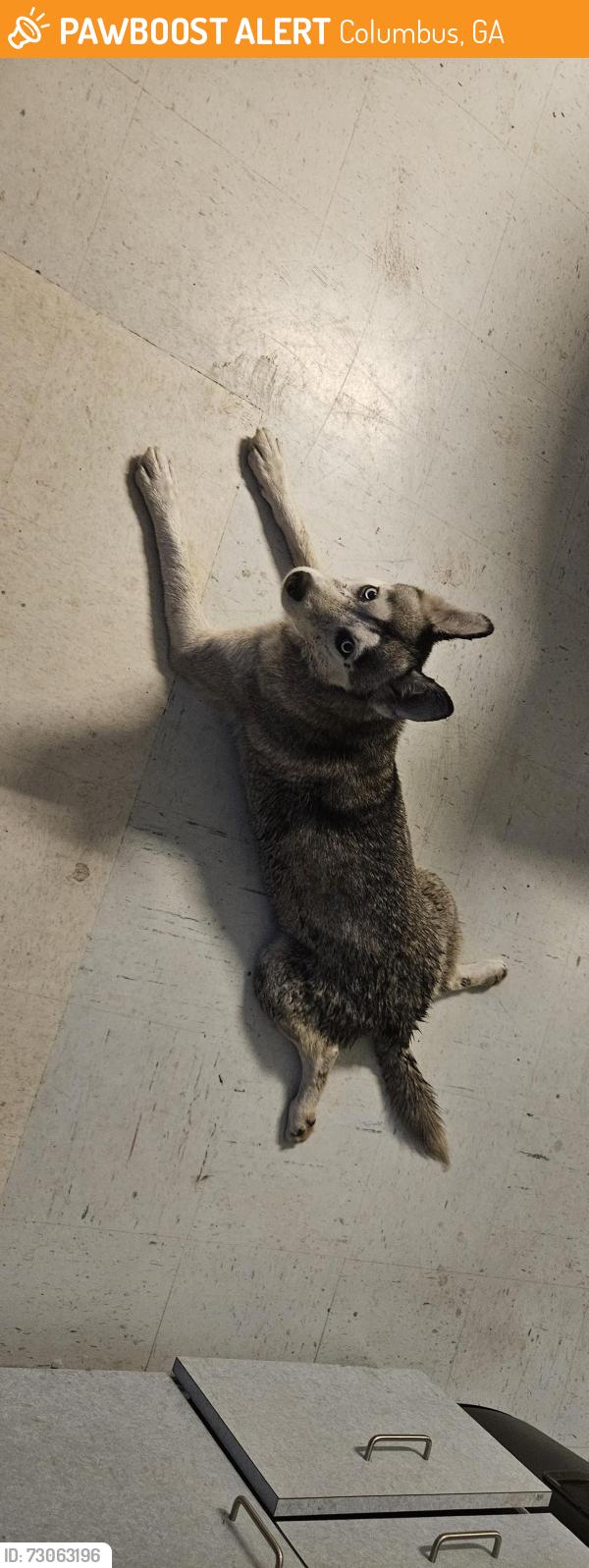 Found/Stray Female Dog last seen National Infantry Museum, Columbus, GA 31903