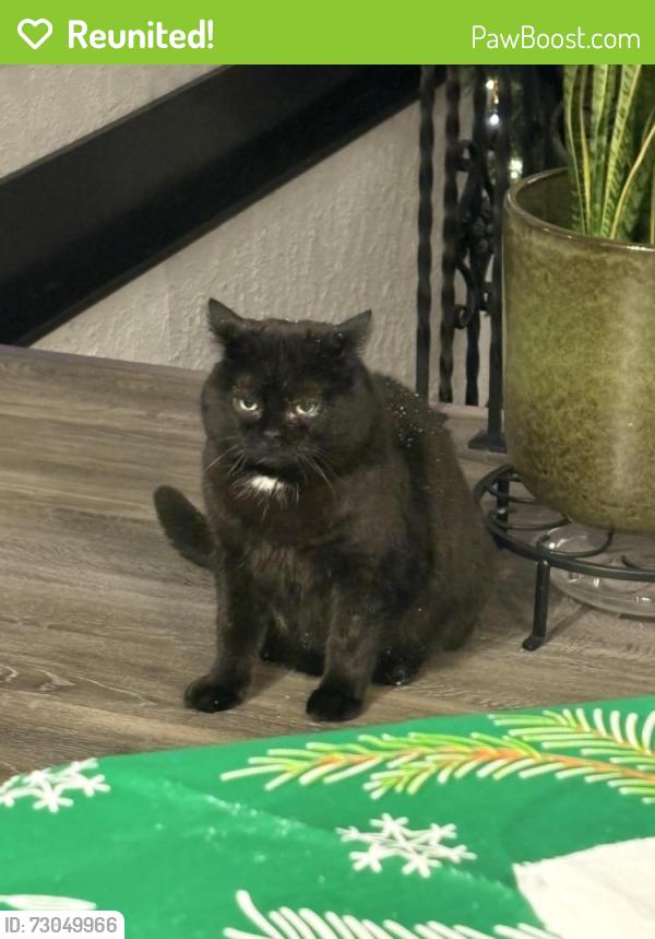 Reunited Male Cat last seen Dundas and Winston Churchill, Mississauga, ON L5K 1S1