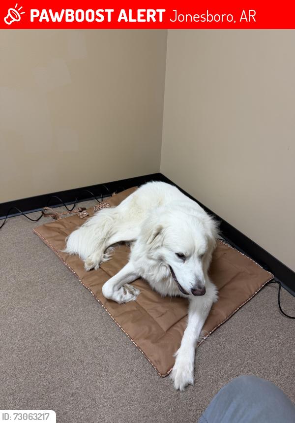 Lost Female Dog last seen Craighead Forrest park, Jonesboro, AR 72404