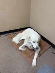 Lost Female Dog last seen Craighead Forrest park, Jonesboro, AR 72404