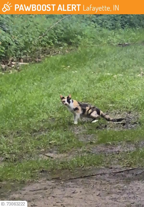 Found/Stray Female Cat last seen Near quarry pl apt f 47909 Lafayette indiana, Lafayette, IN 47909