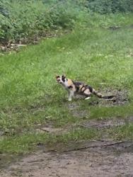 Found/Stray Female Cat last seen Near quarry pl apt f 47909 Lafayette indiana, Lafayette, IN 47909