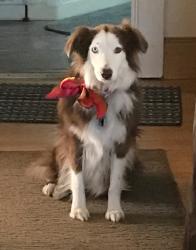 Reunited Female Dog last seen Springbrook Rd and 39th Ave., Pleasant Prairie, WI 53158