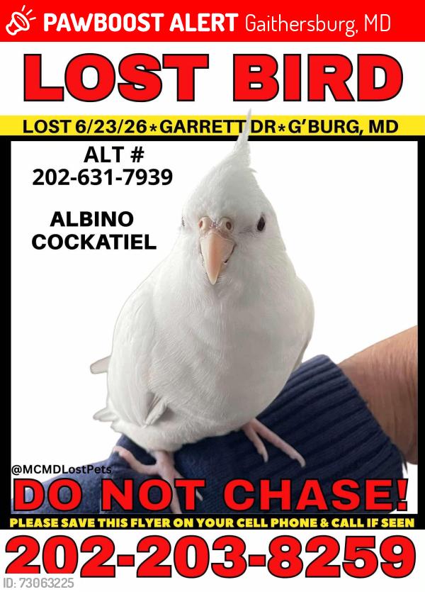 Lost Unknown Bird last seen Garrett Drive, Clopper Road, Letterman Way, Gaithersburg, MD 20878