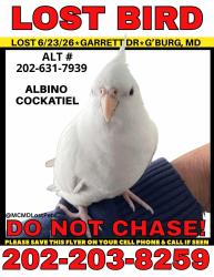 Lost Unknown Bird last seen Garrett Drive, Clopper Road, Letterman Way, Gaithersburg, MD 20878