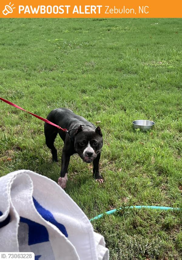 Found/Stray Female Dog last seen NC-39 Zebulon, Zebulon, NC 27597