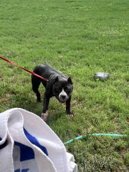 Found/Stray Female Dog last seen NC-39 Zebulon, Zebulon, NC 27597