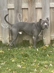 Lost Male Dog last seen Lyndon and Southfield service drive, Detroit, MI 48223
